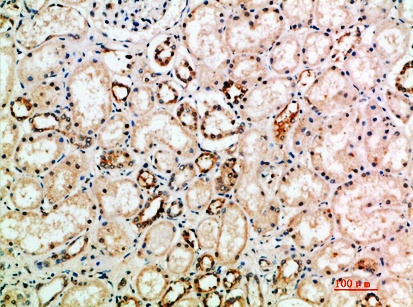 Fig.1. Immunohistochemical analysis of paraffin-embedded human-kidney, antibody was diluted at 1:200.