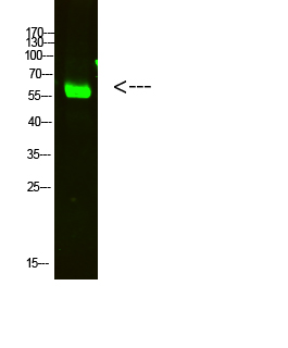 Fig.1. Western Blot analysis of HELA cells using primary antibody diluted at 1:2000 (4°C overnight). Goat Anti-rabbit IgG Dylight 800 (Cat #: A23920) secondary antibody was diluted at 1:5000 at 25°C for 1 hour.