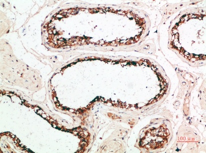 Fig.1. Immunohistochemical analysis of paraffin-embedded human-testis, antibody was diluted at 1:200.