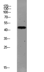 Fig.1. Western blot analysis of MCF-7 lysate, antibody was diluted at 1:1000. HRP, Goat Anti-Rabbit IgG (Cat #: A21020) secondary antibody was diluted at 1:20000.