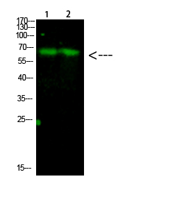 Fig.1. Western Blot analysis of 1, Mouse-liver 2, Mouse-brain cells using primary antibody diluted at 1:1000 (4°C overnight). Goat Anti-rabbit IgG Dylight 800 (Cat #: A23920) secondary antibody was diluted at 1:5000 at 25°C for 1 hour.