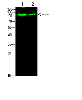 Fig.1. Western Blot analysis of 1, Mouse-heart 3,Mouse-brain cells using primary antibody diluted at 1:1000 (4°C overnight). Goat Anti-rabbit IgG Dylight 800 (Cat #: A23920) secondary antibody was diluted at 1:5000 at 25°C for 1 hour.
