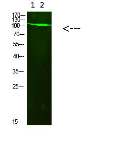 Fig.2. Western Blot analysis of 1, 293t 2, Mouse-brain cells using primary antibody diluted at 1:1000 (4°C overnight). Goat Anti-rabbit IgG Dylight 800 (Cat #: A23920) secondary antibody was diluted at 1:5000 at 25°C for 1 hour.