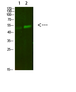 Fig.1. Western Blot analysis of 1, Mouse-lung 2, Mouse-kidney cells using primary antibody diluted at 1:500 (4°C overnight). Goat Anti-rabbit IgG Dylight 800 (Cat #: A23920) secondary antibody was diluted at 1:5000 at 25°C for 1 hour.