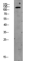 Fig.1. Western blot analysis of CACO2 lysate, antibody was diluted at 1:1000. HRP, Goat Anti-Rabbit IgG (Cat #: A21020) secondary antibody was diluted at 1:20000.