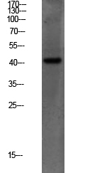 Fig.1. Western blot analysis of Mouse-liver lysate, antibody was diluted at 1:1000. HRP, Goat Anti-Rabbit IgG (Cat #: A21020) secondary antibody was diluted at 1:20000.