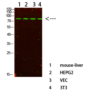 Fig.1. Western Blot analysis of various cells using primary antibody diluted at 1:500 (4°C overnight). Goat Anti-rabbit IgG Dylight 800 (Cat #: A23920) secondary antibody was diluted at 1:5000 at 25°C for 1 hour.