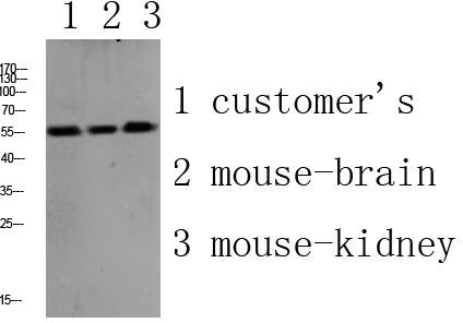Fig.1. Western blot analysis of various lysate, antibody was diluted at 1:1000. HRP, Goat Anti-Rabbit IgG (Cat #: A21020) secondary antibody was diluted at 1:20000.