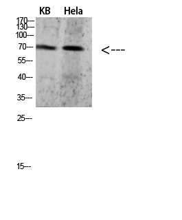 Fig.1. Western blot analysis of 293T Hela 3T3 lysate, antibody was diluted at 1:500. HRP, Goat Anti-Rabbit IgG (Cat #: A21020) secondary antibody was diluted at 1:20000.