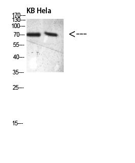 Fig.1. Western blot analysis of 293T VEC lysate, antibody was diluted at 1:500. HRP, Goat Anti-Rabbit IgG (Cat #: A21020) secondary antibody was diluted at 1:20000.