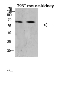Fig.1. Western blot analysis of Hela lysate, antibody was diluted at 1:1000. HRP, Goat Anti-Rabbit IgG (Cat #: A21020) secondary antibody was diluted at 1:20000.