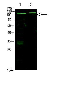 Fig.1. Western Blot analysis of 1, Mouse-heart 3,Mouse-brain cells using primary antibody diluted at 1:1000 (4°C overnight). Goat Anti-rabbit IgG Dylight 800 (Cat #: A23920) secondary antibody was diluted at 1:5000 at 25°C for 1 hour.