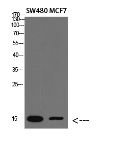 Fig.1. Western blot analysis of lysate, antibody was diluted at 1:2000. HRP, Goat Anti-Rabbit IgG (Cat #: A21020) secondary antibody was diluted at 1:20000.