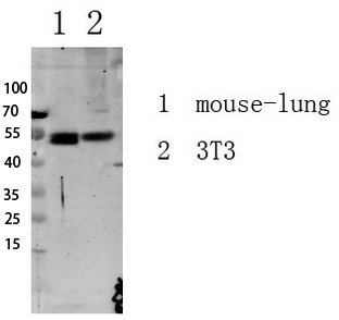 Fig.1. Western blot analysis of various lysate, antibody was diluted at 1:1000. HRP, Goat Anti-Rabbit IgG (Cat #: A21020) secondary antibody was diluted at 1:20000.