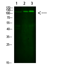 Fig.1. Western Blot analysis of 1, Mouse-liver 2, hela 3,Mouse-brain cells using primary antibody diluted at 1:1000 (4°C overnight). Goat Anti-rabbit IgG Dylight 800 (Cat #: A23920) secondary antibody was diluted at 1:5000 at 25°C for 1 hour.