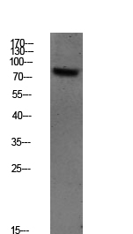 Fig.1. Western blot analysis of CACO2 lysate, antibody was diluted at 1:1000. HRP, Goat Anti-Rabbit IgG (Cat #: A21020) secondary antibody was diluted at 1:20000.
