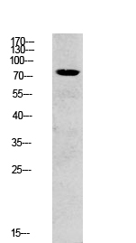 Fig.1. Western blot analysis of CACO2 lysate, antibody was diluted at 1:1000. HRP, Goat Anti-Rabbit IgG (Cat #: A21020) secondary antibody was diluted at 1:20000.