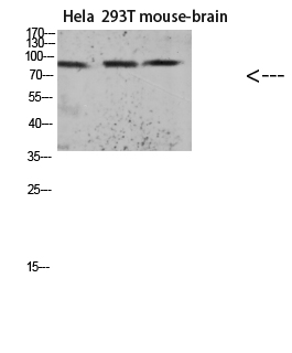 Fig.1. Western blot analysis of KB Hela lysate, antibody was diluted at 1:1000. HRP, Goat Anti-Rabbit IgG (Cat #: A21020) secondary antibody was diluted at 1:20000.