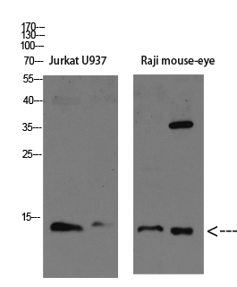 Fig.1. Western blot analysis of K562 Mouse-lung lysate, antibody was diluted at 1:1000. HRP, Goat Anti-Rabbit IgG (Cat #: A21020) secondary antibody was diluted at 1:20000.