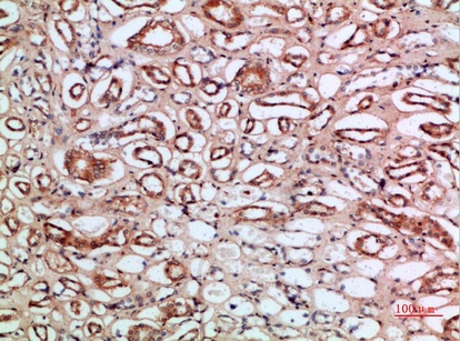 Fig.1. Immunohistochemical analysis of paraffin-embedded human-kidney, antibody was diluted at 1:200.