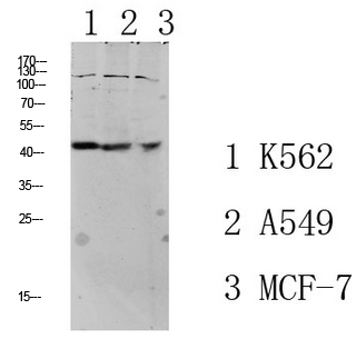Fig.1. Western blot analysis of various lysate, antibody was diluted at 1:1000. HRP, Goat Anti-Rabbit IgG (Cat #: A21020) secondary antibody was diluted at 1:20000.