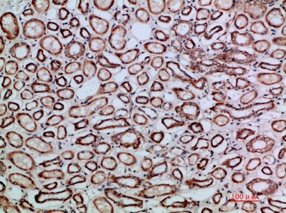 Fig.2. Immunohistochemical analysis of paraffin-embedded human-kidney, antibody was diluted at 1:200.