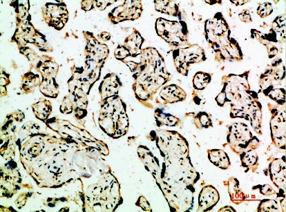 Fig.4. Immunohistochemical analysis of paraffin-embedded human-placenta, antibody was diluted at 1:200.