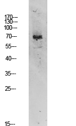 Fig.1. Western blot analysis of 3T3 lysate, antibody was diluted at 1:1000. HRP, Goat Anti-Rabbit IgG (Cat #: A21020) secondary antibody was diluted at 1:20000.