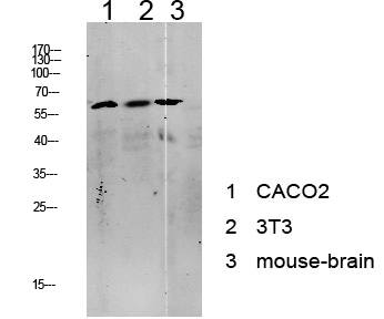 Fig.1. Western blot analysis of various lysate, antibody was diluted at 1:1000. HRP, Goat Anti-Rabbit IgG (Cat #: A21020) secondary antibody was diluted at 1:20000.