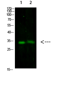 Fig.1. Western Blot analysis of 1, 293T 2, Mouse-brain cells using primary antibody diluted at 1:1000 (4°C overnight). Goat Anti-rabbit IgG Dylight 800 (Cat #: A23920) secondary antibody was diluted at 1:5000 at 25°C for 1 hour.