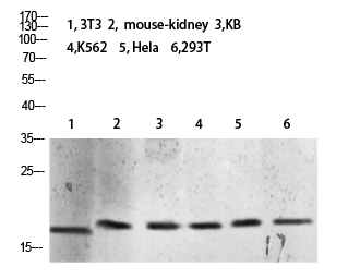 Fig.1. Western blot analysis of 293T lysate, antibody was diluted at 1:2000. HRP, Goat Anti-Rabbit IgG (Cat #: A21020) secondary antibody was diluted at 1:20000.
