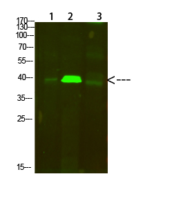 Fig.1. Western Blot analysis of 1, Mouse-lung 2, Mouse-brain 3,Mouse-spleen cells using primary antibody diluted at 1:500 (4°C overnight). Goat Anti-rabbit IgG Dylight 800 (Cat #: A23920) secondary antibody was diluted at 1:5000 at 25°C for 1 hour.