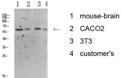 Fig.1. Western blot analysis of various lysate, antibody was diluted at 1:1000. HRP, Goat Anti-Rabbit IgG (Cat #: A21020) secondary antibody was diluted at 1:20000.