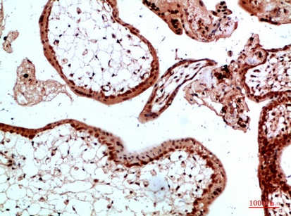 Fig.1. Immunohistochemical analysis of paraffin-embedded human-placenta, antibody was diluted at 1:200.