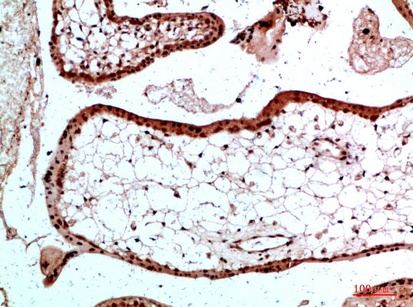 Fig.2. Immunohistochemical analysis of paraffin-embedded human-placenta, antibody was diluted at 1:200.