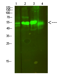 Fig.1. Western Blot analysis of 1, Mouse-lung 2, Mouse-brain 3,Mouse-spleen 4,Mouse-kidney cells using primary antibody diluted at 1:500 (4°C overnight). Goat Anti-rabbit IgG Dylight 800 (Cat #: A23920) secondary antibody was diluted at 1:5000 at 25°C for 1 hour.