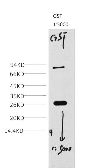 Fig. Western blot analysis of 0.2ug GST protein, diluted at 1:5000.