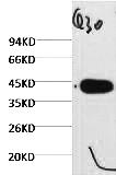 Fig. Western blot analysis of Arabidopsis (Q30) diluted at 1:5000.