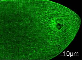 Fig. Immunofluorescence Staining of nematode tissue with MYH Mouse mAb (11C2) diluted at 1:100 (Provide by Tsinghua University) .