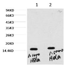 Fig. Western blot analysis of hela, diluted at  1) 1:1000, 2) 1:5000.
