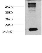 Fig. Western blot analysis of Hela, diluted at 1:500.