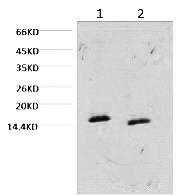 Fig. Western blot analysis of Hela, diluted at 1) 1:1000, 2) 1:3000.