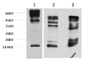 Fig.1. Western blot analysis of 1) Hela, 2) Rat Testis tissue, 3) Raw264.7, diluted at 1:2000.