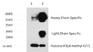 Fig.2. 1) Hela Cell Lysate, 2) IP product: IP dilute 1:200.