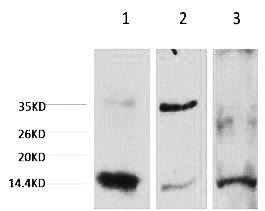 Fig. Western blot analysis of 1) hela, 2) Rat Heart Tissue, 3) Raw264.7, diluted at 1:2000.