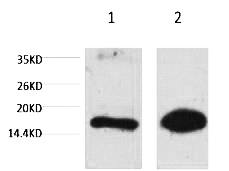 Fig. Western blot analysis of 1) Rat Testis Tissue, 2) Raw264.7, diluted at 1:1000.