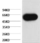 Fig. Western blot analysis of Zebrafish skeletal muscle, (Zebrafish Specific) diluted at 1:5000.