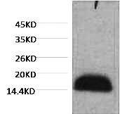 Fig. Western blot analysis of Zebrafish skeletal muscle, diluted at 1:2000.