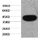 Fig. Western blot analysis of Zebrafish skeletal muscle, diluted at 1:3000.