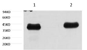 Fig. Western blot analysis of Arabidopsis, diluted at 1) 1:5000, 2) 1:10000.